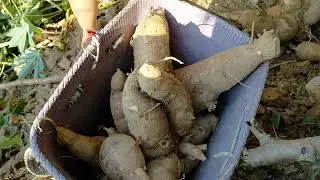 30 ທັນວາ 2025