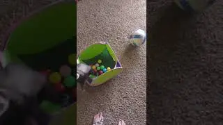 ferret mosh ball pit! 🤣