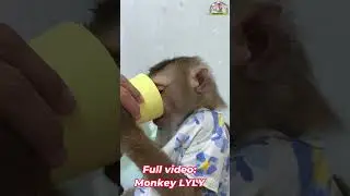 Monkey Lyly tries to take medicine #shorts #youtubeshorts #viralshort #cutefunny