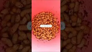 Palm weevil larvae