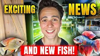 American Flagfish & More! Pond Life Aquatics New Stock Update