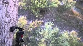 Elusion Camo Working