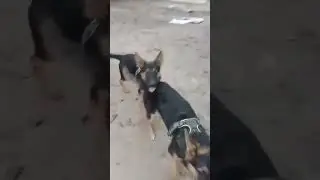German shepherd short hair dog price in Bangladesh pretty birds Katabon University market Dhaka 🐕🐕