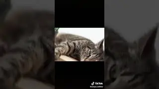 Kucingmu Gelisah? atau Sensitif? #Coopa #Coopacatlitter @Coopa.catlitter