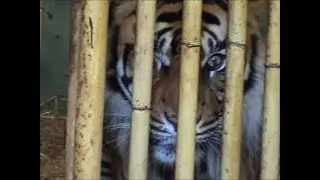 The Tiger and Me | Remastered Tiger Poem | TigerPoet