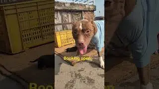 booking open amrican bully male puppy kanpur nagar #dance #trending #pets #trend  7318418163
