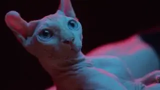 Furless Cat:
