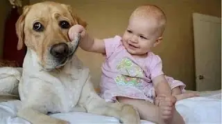Grappig Baby Vervelende Honden - Schattige Hond
