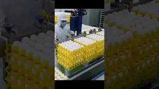 Автоматизированный процесс мойки и проверки яиц. Тайваньская яичная фабрика #Shorts