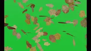 Leaves falling green screen video