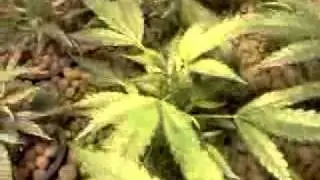 Day 2 flower 4x8 flood and drain hydroponic grow