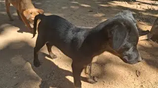 Healing Dog Moments & Nature Sounds Live