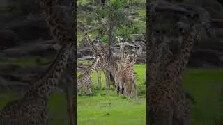 Have you ever seen this many giraffes in one group⁉️ #giraffe #giraffefamily #giraffes #safari