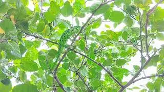 Chameleon kid's