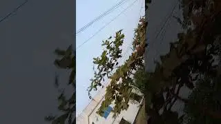 #foryou #ytshorts #shortvideo #viral GX, eagle ,
