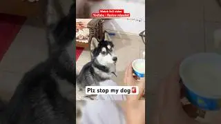 Is A husky expensive 🚨 #shorts #dog #husky #trendingsong | Review reloaded