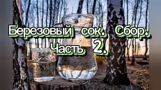 БЕРЁЗОВЫЙ СОК. BIRCH SAP. СБОР БЕЗОВОГО СОКА. ЧАСТЬ 2.