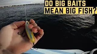 Catching Speckled Trout on Topwater in Tampa Bay