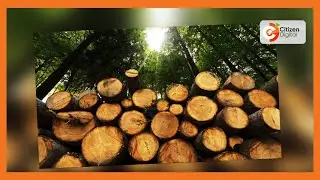 Government bans export of Wood Veneer to protect forests