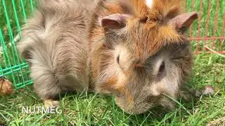 WELCOME TO ALL WHEEK LONG