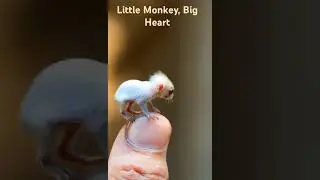 Little Monkey, Big Heart#TinyMonkey#AdorableCreature#BigHeart#CutestPetEver