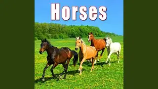 Horse Galloping
