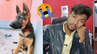i miss my dog 😭 Sheru 🐕