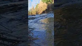 Flowing River in Winter Forest