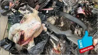 .22 Rossi 7122 Magnum vs 8 Turkeys