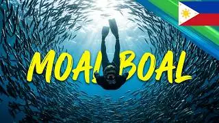 Moalboal Sardine Run: The Ocean Phenomenon That Brings Turtles   🇵🇭