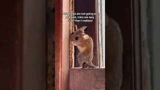 What have I done&hellip; #humanetrapping #wildlife #overwintering #deermice #issajoke