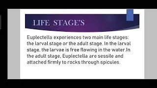 Euplectella