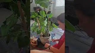 Monstera houseplant -  adding a trellis support