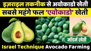 इजराइल तकनीक से एवोकाडो खेती | Israel Technique Avocado Fruit Farming | Avacodo Farming  #avocado