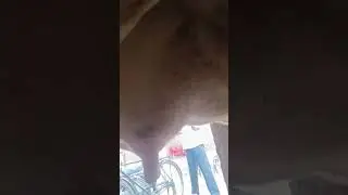 cow new video|cow viral video 😂|#az04 #animals #shortsfeed #viral #cowvideos #domestic||