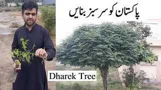 Lets Grow trees| Make Pakistan Green