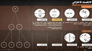 دروس الثانية بكالوريا- الوحدة 3 (القوانين الإحصائية) - الجزء 1/3: الانقسام الاختزالي والتخليط الصبغي