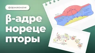Бета-адренорецепторы: классификация, локализация, эффекты | Фармакология 