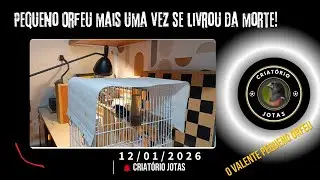 Deixei o Pequeno Orfeu junto com a Valquiria, olha o que aconteceu!