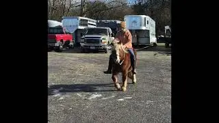 Millie Haflinger Pony Mare
