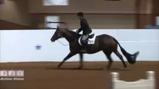 # 480  WILLIAM GRANT shown by DALE SULLENS in O523 Open Pre Green Hunter