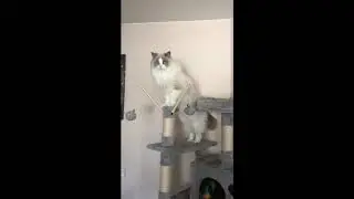 caesar2