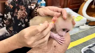 Baby Monkey Mew Mew being cared for in its new family.