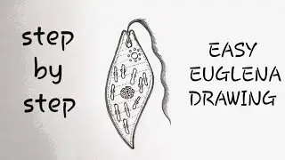 How to draw Euglena easy || draw Euglena viridis diagram