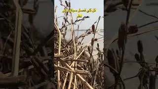 Damaged Crops Of Till  During Flood Sindh #pakistan