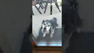 What Does She Do All Day?! #shorts #youtubeshorts #dog #wtf #psycho #glass #pet #petlover
