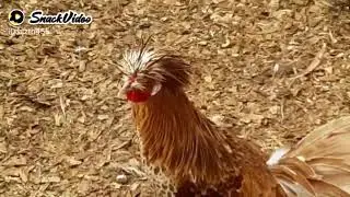 Golden polish hen