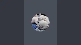 Ask me any cat- related questions and kitten for sale #live