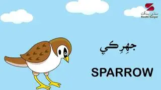 Birds names in Sindhi