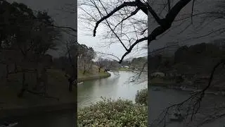 Imperial Palace x Chidorigafuchi Moat